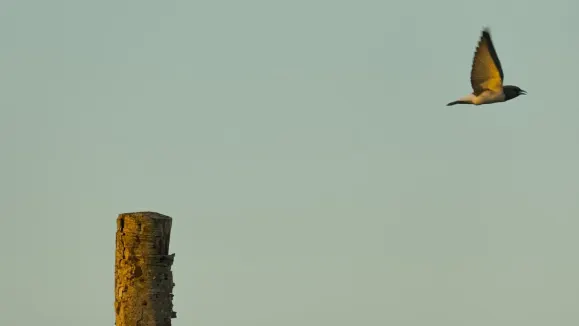 Loot Kasino Sokongan